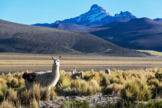 desafíos-ambientales-en-perú-2024-legislación-y-economía-ilegal