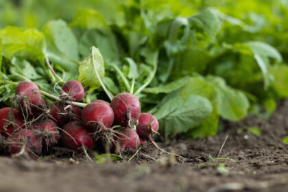 transformando-desperdicios-de-aguas-residuales-en-recursos-agrícolas