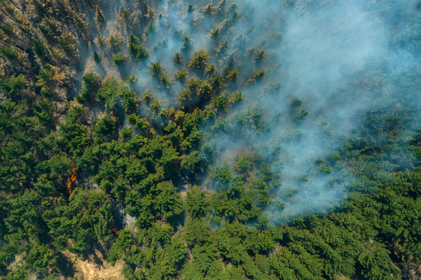 incendios-forestales-en-chile-cambio-climático-y-uso-del-suelo-aumentan-el-riesgo