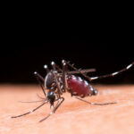 alerta-por-aumento-de-dengue-en-américa-latina-preocupa-autoridades