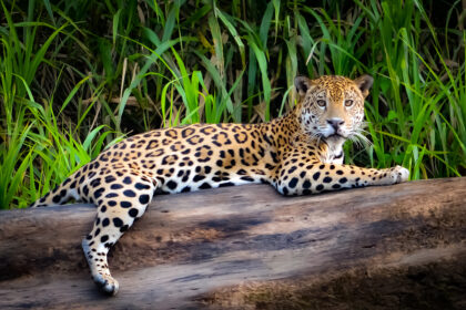 deforestación-y-caza-amenazan-a-los-jaguares-en-mesoamérica