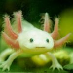 Descubren-Como-El-Axolote-Regenera-Extremidades-Con-Precision