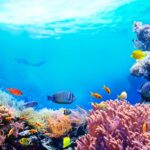 El-Coral-Mostaza-Resiste-Al-Colapso-de-Los-Arrecifes-Del-Caribe