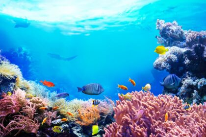 El-Coral-Mostaza-Resiste-Al-Colapso-de-Los-Arrecifes-Del-Caribe
