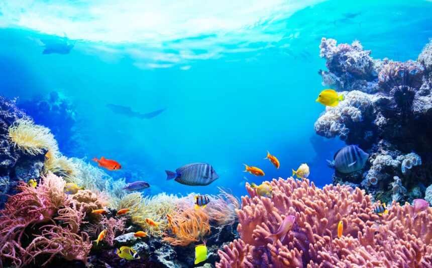 El-Coral-Mostaza-Resiste-Al-Colapso-de-Los-Arrecifes-Del-Caribe