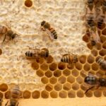 Un-Hogar-Para-Abejas-en-la-Cima-La-Mision-de-Luis-Flores
