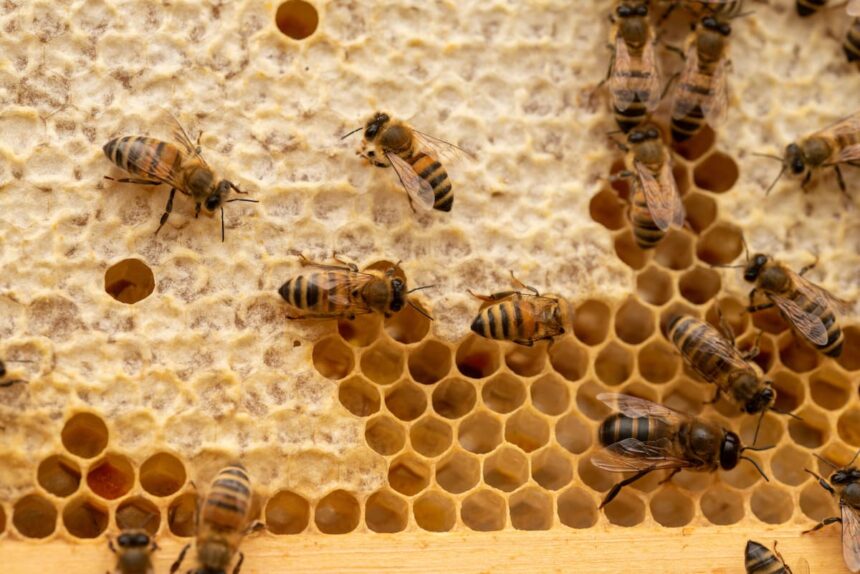 Un-Hogar-Para-Abejas-en-la-Cima-La-Mision-de-Luis-Flores