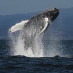 Ballenas-Jorobadas-en-Colombia-Viaje-de-8000-km-a-Antartida