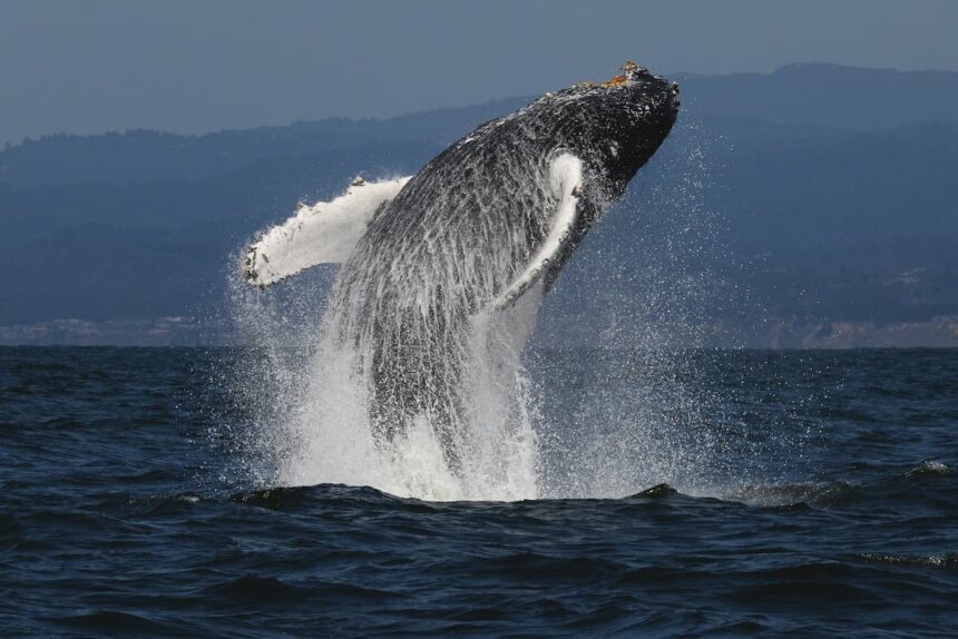 Ballenas-Jorobadas-en-Colombia-Viaje-de-8000-km-a-Antartida