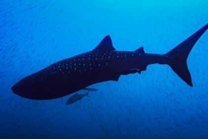 Marcan-Por-Primera-Vez-a-Un-Macho-Adulto-de-Tiburon-Ballena