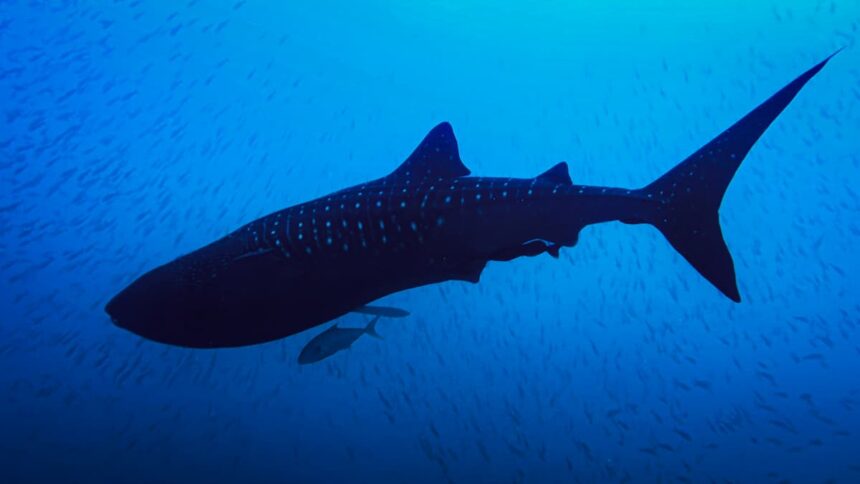 Marcan-Por-Primera-Vez-a-Un-Macho-Adulto-de-Tiburon-Ballena