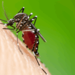 Aedes-aegypti-Avanza-a-Comunidades-Rurales-en-la-Amazonia-Peruana