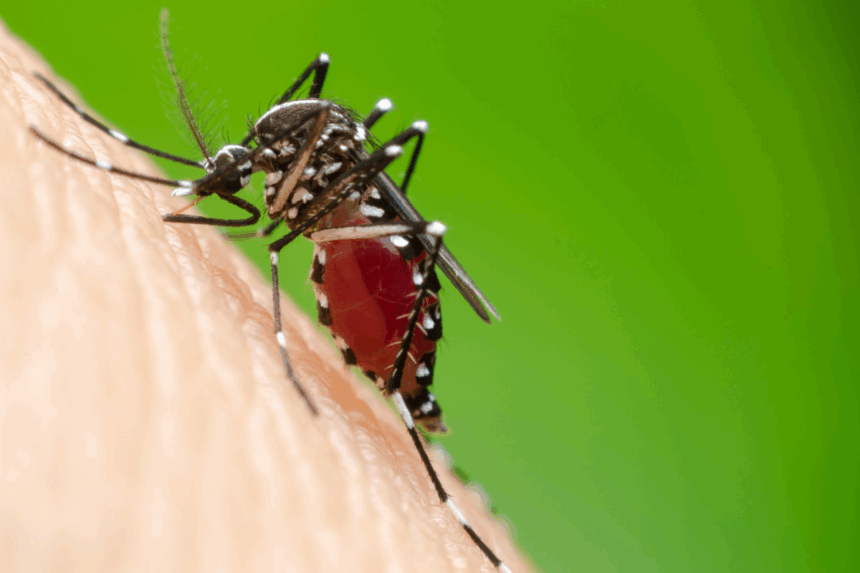 Aedes-aegypti-Avanza-a-Comunidades-Rurales-en-la-Amazonia-Peruana