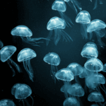 Libro-destaca-rol-de-mujeres-en-oceanografia-chilena