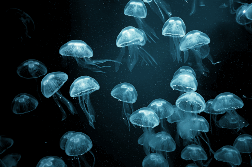 Libro-destaca-rol-de-mujeres-en-oceanografia-chilena