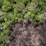 Perdidas-Millonarias-por-Deforestacion-en-la-Amazonia-Colombiana