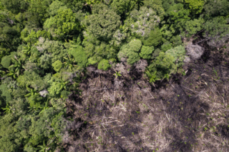 Perdidas-Millonarias-por-Deforestacion-en-la-Amazonia-Colombiana