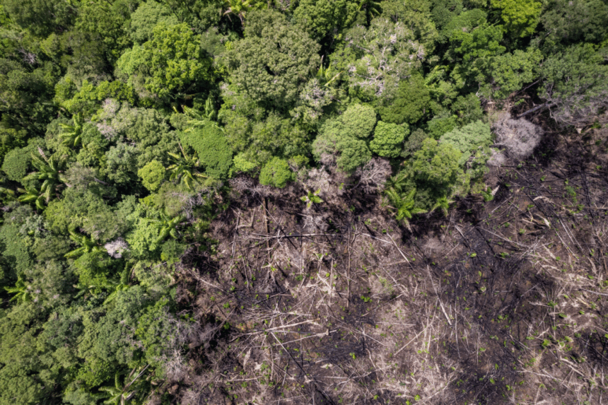 Perdidas-Millonarias-por-Deforestacion-en-la-Amazonia-Colombiana